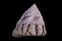 藏品(花斑鐘螺)的圖片